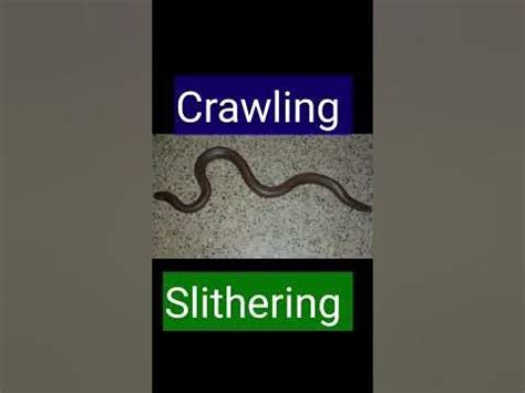 snake slither meaning in hindi